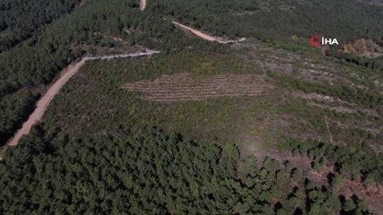 PKK tarafından yakılan Aydos Ormanı'nın son hali böyle görüntülendi