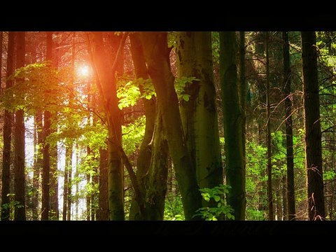 REMIXES or VARIATIONS ON THE THEME OF BACH./РЕМИКС или ВАРИАЦИИ на ТЕМУ БАХА.