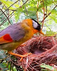 mother bird feeding chicks