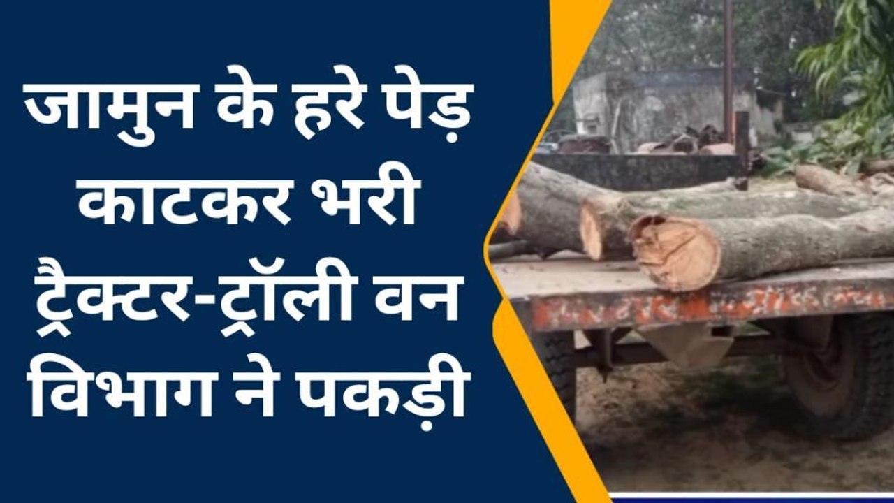 अमरोहा:जामुन के हरे पेड़ काटकर भरी ट्रैक्टर-ट्र...