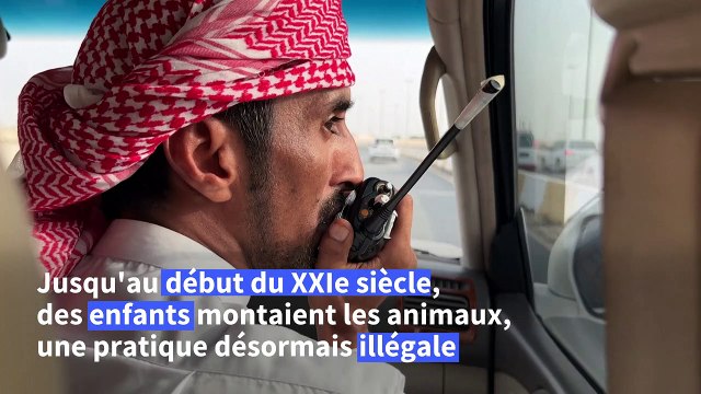 Mondial-2022: au Qatar, les courses de dromadaires plus prisées que le foot