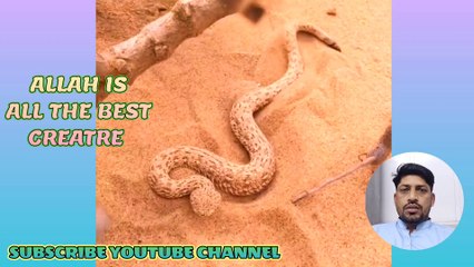 SNAKE VIDEO II SNAKE LOVER II BEAUTIFUL SNAKE