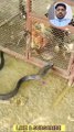 SNAKE VIDEO II SNAKE LOVER II BLACK SNAKE