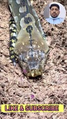 SNAKE VIDEO II SNAKE LAOVER II SNAKE UPDATE II NEW SNAKE VIDEO