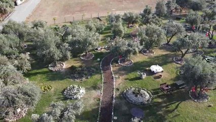 Tarsus Belediyesi, Kendi Ürettiği Zeytinyağını Yurttaşa Uygun Fiyatla Ulaştırıyor