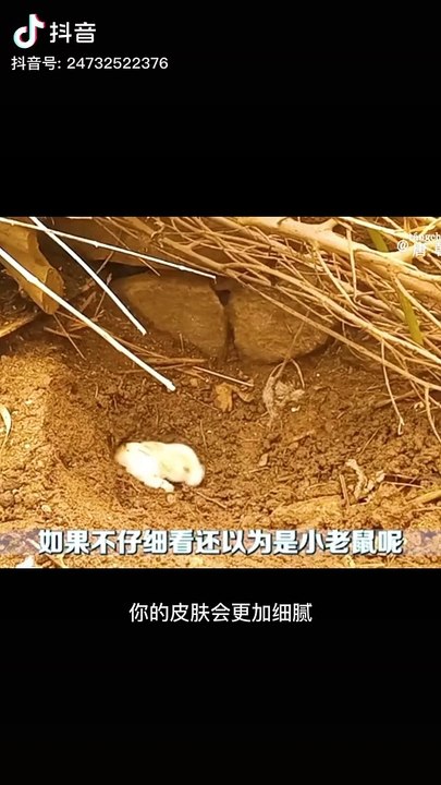 Baby of rabbit so cute video don't skip