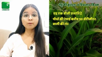 Wheat Cultivation - गेहूं की खेती | इन उन्नत किस्मों की करे बुवाई तो होगी अच्छी पैदावार और होगी अच्छी कमाई | Green TV
