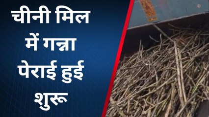 पूर्वी चम्पारण: चीनी मिल में गन्ना पेराई हुई शुरू, किसानों के चेहरे पर लौटी मुस्कान