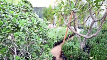 Harish Gowda on how to grow fruit and vegetable plants