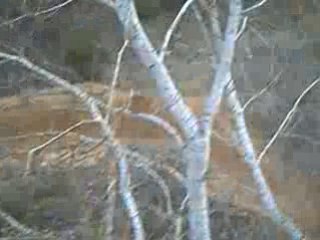 dirt 200cc et 250cc sur piste