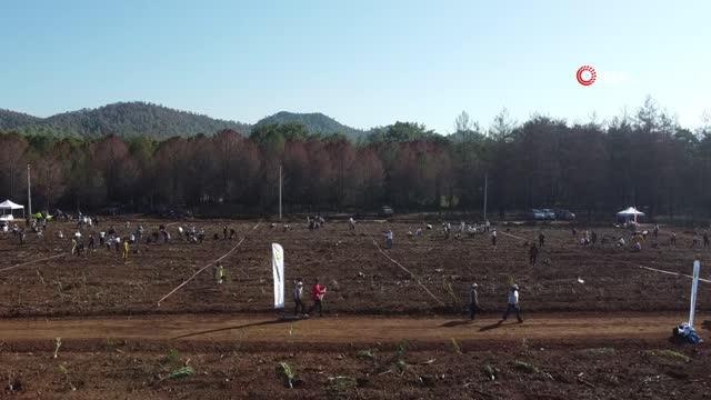 Marmaris yangın felaketinin ardından 11 bin fidan toprakla buluştu