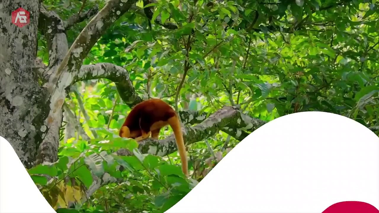 9 Hewan Dari Surga Eksotis dan Cantik Yang Ada Di Dunia Nyata