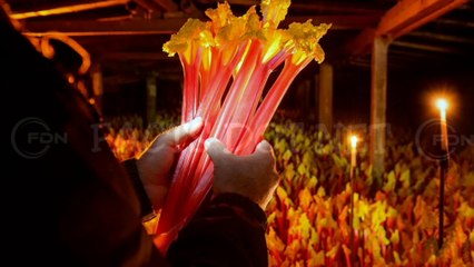 Did You Know? Forced Rhubarb || FACTS || TRIVIA