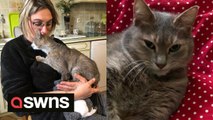 Cat travels more than 280 miles to its old home before being reunited with her relocated owners - 13 months later