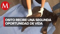 Fundacion Invictus rehabilita oso negro baleado en Monterrey