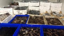 Çanakkale'de 1 ton deniz patlıcanı ele geçirildi