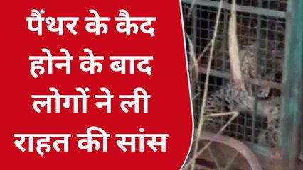 उदयपुर: आखिरकार पिंजरे में फंसा पैंथर, देखें कैसे पकड़ा गया