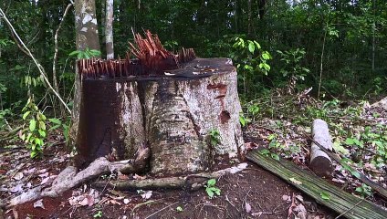 Amazônia teve mês de outubro com maior desmatamento