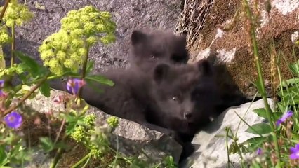 Amazing nature Born to hunt - Kill to survive
