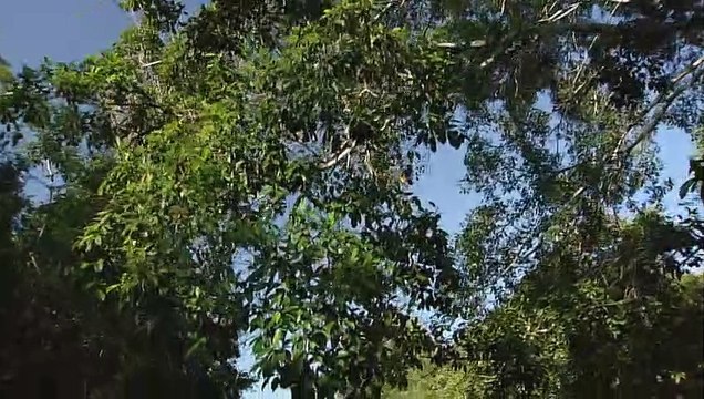Flying lizards - A day in the wonderful rainforests of Borneo