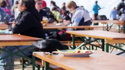 Fascinating insights into the world of corvids - Rascals in the Skies