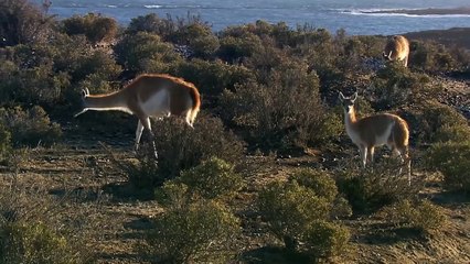 Killing to Survive - Hunting Orcas on the Patagonian coast