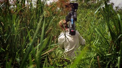 Jaguar against caiman a rarely observed duel