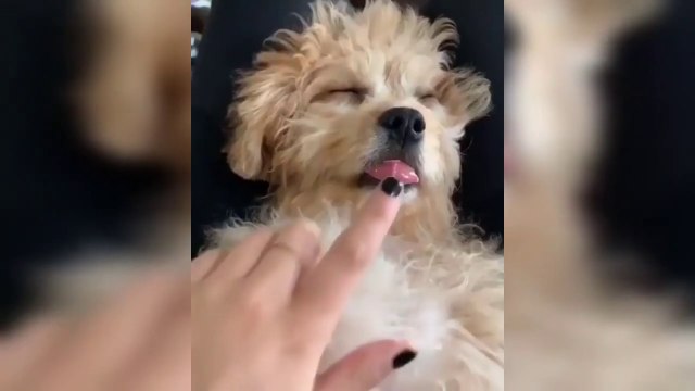 Tik Tok Funny Animals - Funny Animal Videos - Cute Animals Tik tok