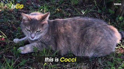 Cat Missing For More Than a Year Found Alive Hundreds of Miles Away At Family’s Old Home