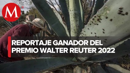 Plaga de moscas azota desierto de SLP, tras llegada de granjas de huevo