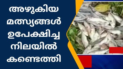 ചടയമംഗലം :ആയൂർ കൈപ്പള്ളിമുക്കിനു സമീപം അഴുകിയ മത്സ്യങ്ങൾ ഉപേക്ഷിച്ച നിലയിൽ കണ്ടെത്തി