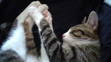 Sweet Sleepy Cat Scratches His Eye