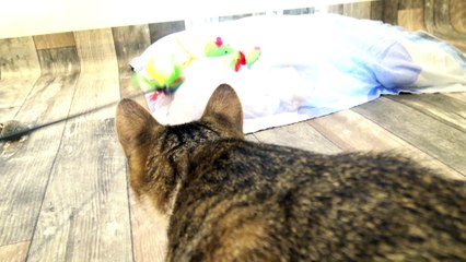Cat Toy Ambush Attack