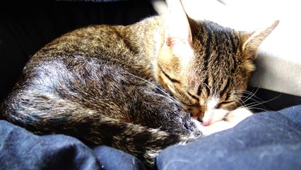 Kitten Takes a Bath