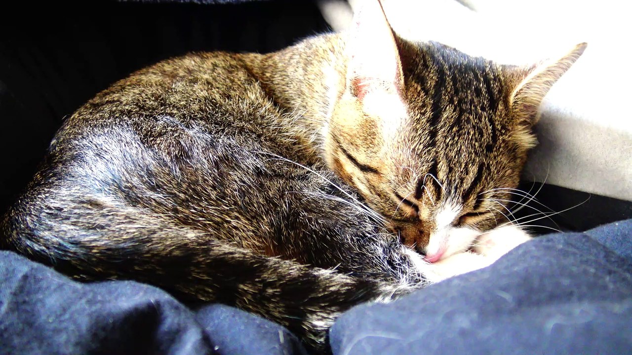 Kitten Takes a Bath