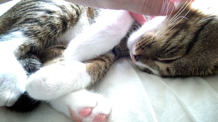 Purring Kitten Looks for the Warm Sun