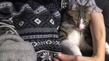 Sly Purring Cat Sleeps in Hooman's Arms