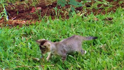 Merinding !!! Pertarungan Sengit Kucing Versus Ular