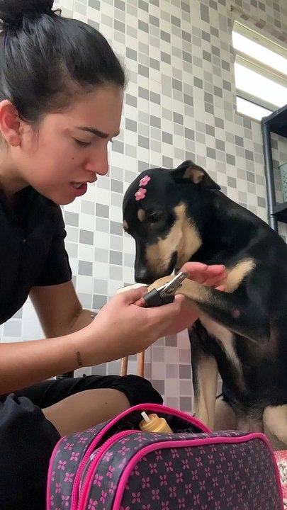Dog Doesn't Want Its Nails Clipped