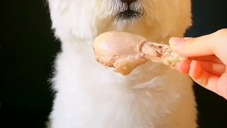 Funny Dogs Try Not To Laugh Animal 2022 | Dog Shorts Video | Animals Video | Cute Animals Yt