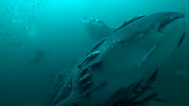 Ce requin baleine ne se déplace jamais seul... Images incroyables