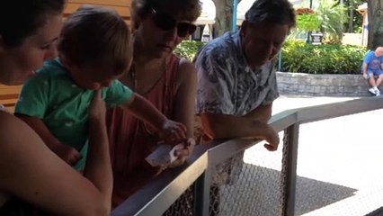 Logan Xavier (2014-05-08) Shark Feeding