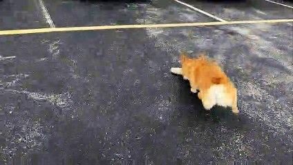 Bulleit the Corgi Plays Dead Like a Master