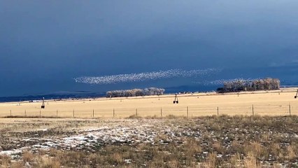 Snow Geese Migrating Over Montana