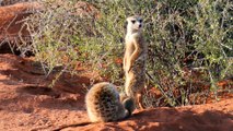 Meerkats Of The Kalahari