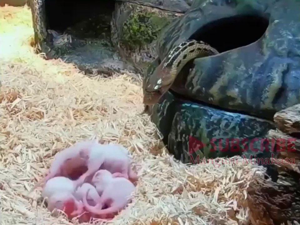 Detik detik ular memangsa tikus