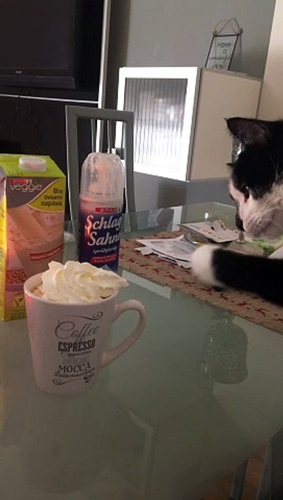 Pixi the Cat Likes to Take Coffee Cream for Himself