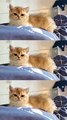 Kumpulan Kucing Lucu dan menggemaskan | video tik-tok kucing lucu terbaru