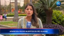 Aparecen peces muertos en el Río Guayas