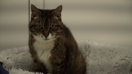 The abandoned cats in Kent due to rising costs of care